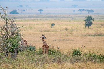 A Giraffe looking across the sweeping plains of the Serengeti National Park, in Tanzania, Africa