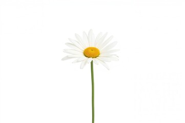 Chamomile flowers on a plain white backdrop