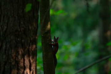 Squirrels Through the Seasons. Witnessing Climate Change in the Trees