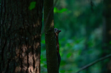 Squirrels Through the Seasons. Witnessing Climate Change in the Trees