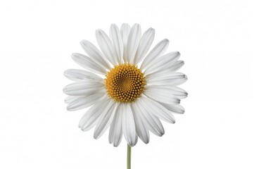 Fototapeta premium Delicate chamomile blossom showcased against a pure white backdrop.