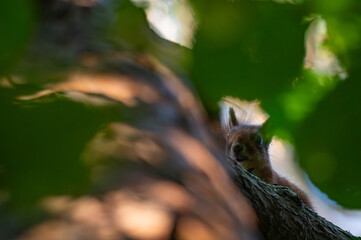 Squirrels Through the Seasons. Witnessing Climate Change in the Trees