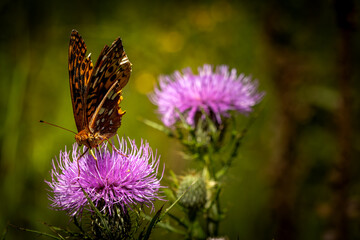 butterfly on thistle