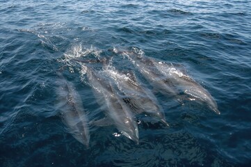 Naklejka premium A group of Common Dolphins swimming together near the ocean surface