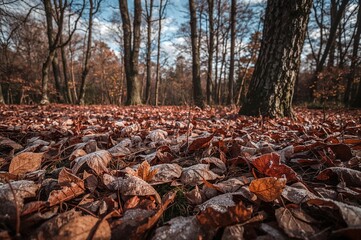 Icy foliage scattered across the earth surface, showcasing texture and natural elements of forest and plants in autumn outdoors