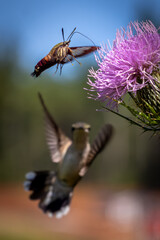 Hummingbird rising behind hummingbird moth