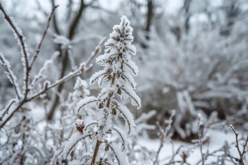 Icy hoarfrost covering a sage (salvia) plant in a chilly winter setting, showcasing natural textures and beauty