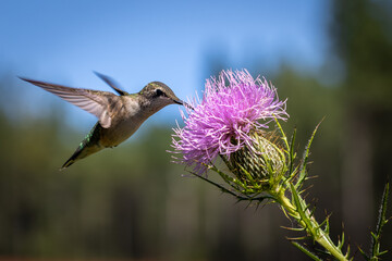 hummingbird feeding on purple thistle
