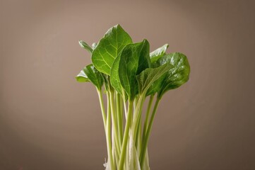 Newly grown and picked moroheiya ohitashi