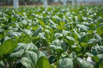 Hydroponic NFT Setup for Growing Fresh Pakcoy in Lowland Areas