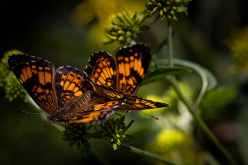 mating butterflies on a flower