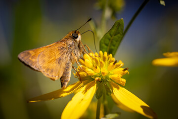 butterfly on flower