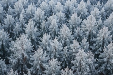 Holiday Season with Frost-Covered Trees and Vibrant Colors