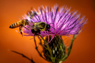 bee on a purple thistle flower