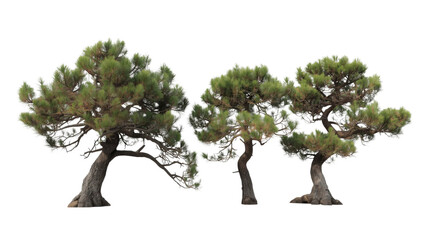 Obraz premium Three Majestic Pine Trees Isolated on Transparent Background