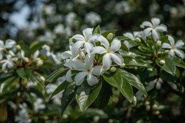 Fototapeta premium Murraya paniculata: also called orange jasmine, orange jessamine, china box, or mock orange