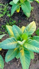 Close-Up of Fresh Tobacco Leaves in Rural Field during Sunrise Glow