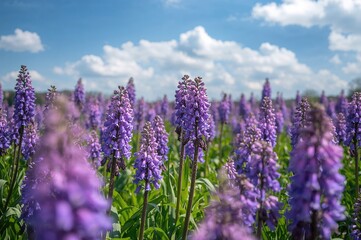 Springtime field of blooming muscari flowers