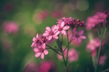 Obraz premium Lovely pink blossoms in a springtime garden setting. Nature-themed wallpaper with a soft, blurred background featuring small flowers in bloom. Toned photo with gentle selective focus. Close-up shot
