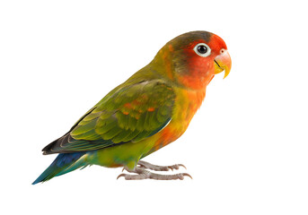 Black-cheeked Lovebird (Agapornis nigrigenis) Profile View isolated on transparent background