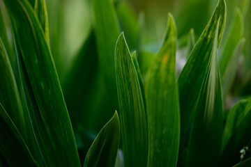 Obraz premium Close-up of a dense green plant with long narrow leaves.