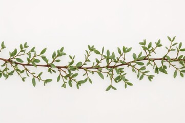 Wreath made of flowers and green grass sprigs with tiny leaves on a white background