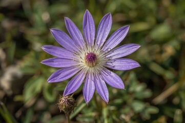 Fototapeta premium Blooming Pasqueflower Pulsatilla Vulgaris