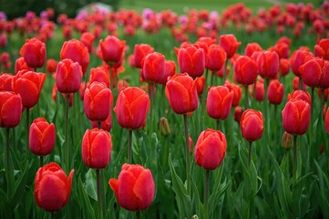Fototapeta premium Red tulip floral backdrop