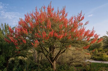 Bottle Brush Tree with Blossoms