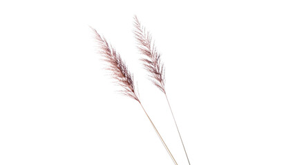 Fototapeta premium Elegant Pampas Grass Duo on Transparent Background