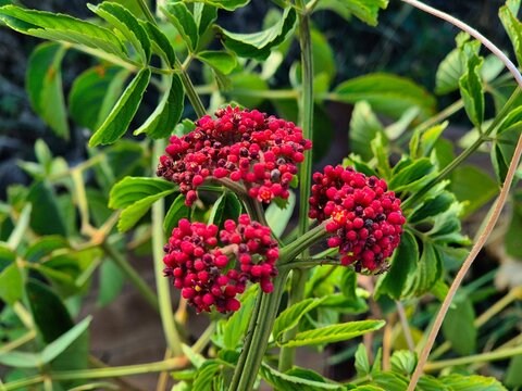 Leea or Talyantan is a genus of plants in the subfamily Leeoideae (Vitaceae). It grows abundantly around rice fields.