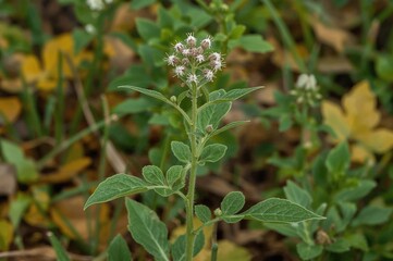 Autumn view of Conyza bonariensis, known as asthma weed or fleabane with wavy and flax-like leaves