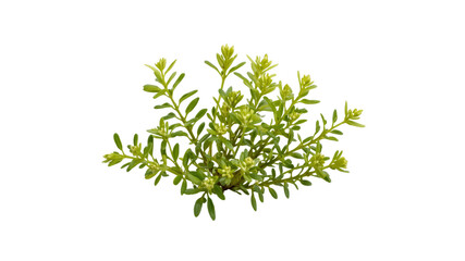 Fototapeta premium Lush Green Sedum Plant with Small Yellowish-Green Flowers, Isolated on Transparent Background