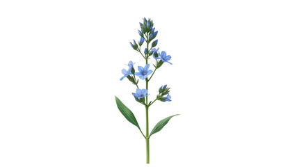 Single Stem of Light Blue Veronica Flowers on Transparent Background