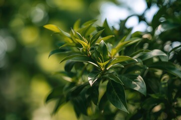 Fototapeta premium Commonly chosen plants for decorative purposes featuring a soft-focus backdrop and natural illumination