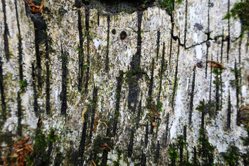 ​A close-up of a birch tree's bark with black cracks and green moss growing on its textured surface. This macro shot highlights the natural patterns and the microcosm of life on the tree's exterior.
