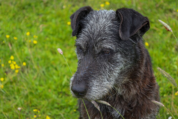 ​A close-up of an adult dog with graying fur, sitting on green grass with wildflowers. The expression in its eyes and face conveys a sense of calm and pensiveness.