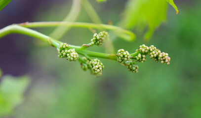 ​A macro photograph of a young bunch of green grapes that is just beginning to form. Fresh buds and delicate shoots against a blurred green background create a sense of growth and the anticipation of 