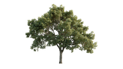 Obraz premium Isolated Green Deciduous Tree on Transparent Background