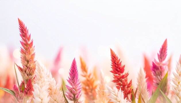 Celosia flower background
