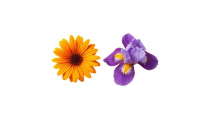 Vibrant Orange Gerbera Daisy and Purple Iris Flowers on Transparent Background
