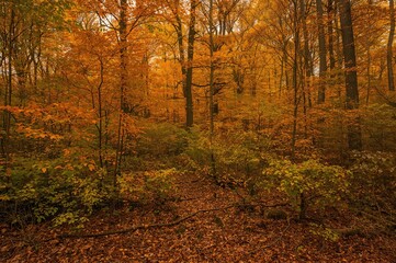 Vibrant fall foliage creating a beautiful natural backdrop