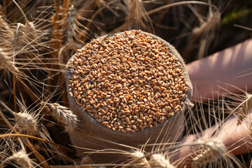 Hands holding a bag of wheat in a golden field. Close-up of hands holding a bag of wheat grain in a field, symbolizing work, harvest, and abundance