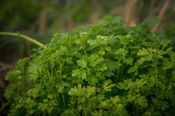 Fototapeta premium Close-up view of mature green coriander plants thriving in a field