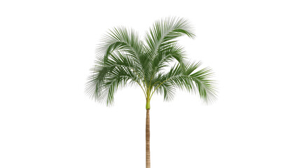 Isolated Single Areca Palm Tree on Transparent Background