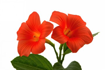 Extreme close-up of vivid orange-red trumpet creeper blossoms on a climbing vine against a white background