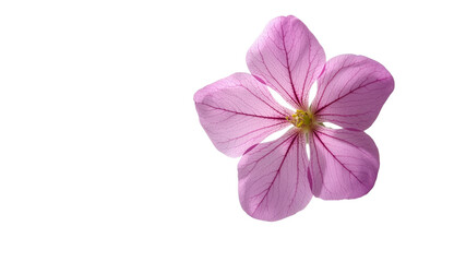 Obraz premium Delicate Pink Flower Blossom, Top View Closeup on Transparent Background