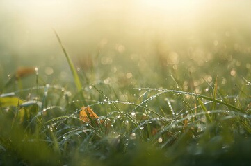 Tiny water droplets resting on slender green grass blades