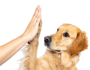 A golden retriever dog is playfully giving a high-five with a human hand.