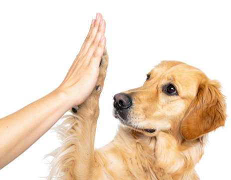 A golden retriever dog is playfully giving a high-five with a human hand.